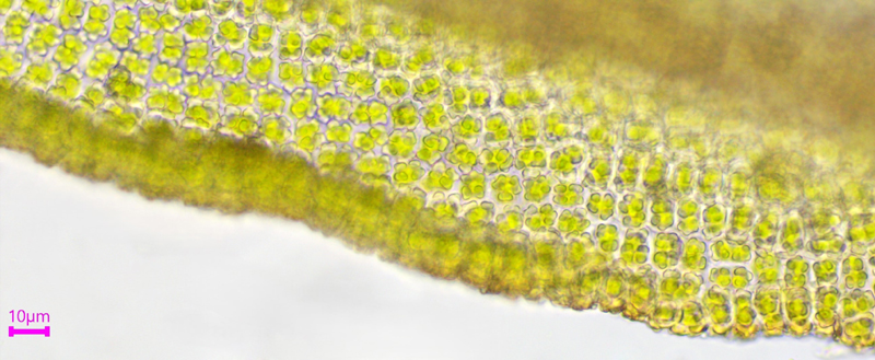 Trichostomum tenuirostre